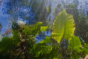 Plants and Water, Las Estacas Mexico by Alejandro Topete 